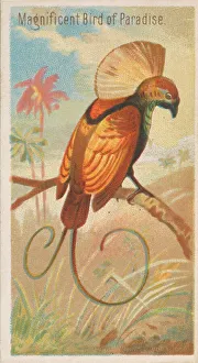 Tail Feather Prints: Magnificent Bird of Paradise, from the Birds of the Tropics series (N5) for Allen &amp