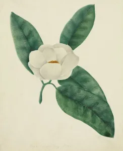Mary Altha Nims American Prints: Magnolia. Creator: Mary Altha Nims (American, 1817-1907)