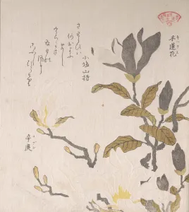 Magnolia Prints: Magnolia Flowers, 19th century. Creator: Kubo Shunman