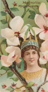 Duke W Sons Co Prints: Magnolia: Magnificence, from the series Floral Beauties and Language of Flowers (N75