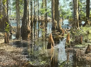 The Carolinas Prints: Magnolia Plantation, 3550 Ashley River Road