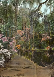 The Carolinas Prints: Magnolia Plantation, 3550 Ashley River Road