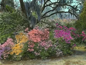 The Carolinas Prints: Magnolia Plantation, 3550 Ashley River Road