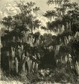 Tillandsia Usneoides Gallery: Magnolia Swamp, 1872. Creator: Alfred Waud