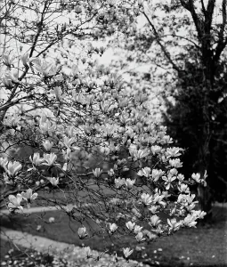 Blossoming Prints: Magnolias, between 1900 and 1905. Creator: Unknown