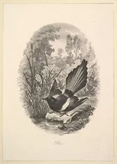 Wing Gallery: Magpie, 1843. Creator: Charles Francois Daubigny