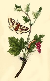 Geoffrey Gallery: Magpie or Currant Moth: Phalaena grossulariata, 1813, (1945). Creator: Edward Donovan