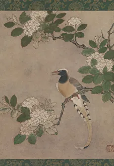 Magpie Gallery: Magpie on Viburnum Branch, early 16th century. Creator: Genga
