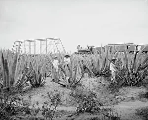 Agave Prints: Maguey field, between 1880 and 1897. Creator: William H. Jackson