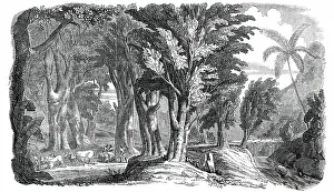 Mahogany Trees in the West Indies, 1850. Creator: Unknown