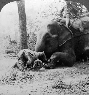 West Bengal Prints: Mahout removing a thorn from an elephants foot