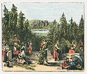 Humulus Lupulus Gallery: Maidstone, c1910