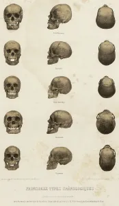 Halloween Prints: Main cranological types... 1862. Creator: Unknown