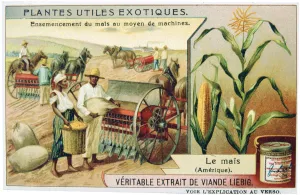 Meat Extract Prints: Maize, c1900