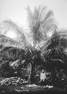 Making copra, Solomon Islands, Fiji, 1905