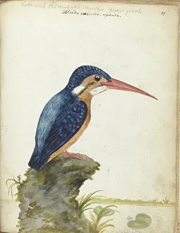 Kingfisher Prints: Malachite Kingfisher, 1779-1785. Creator: Jan Brandes
