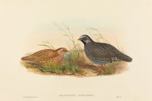 Richter Henry Constantine Prints: Malacoturnix superciliosus (Mountain Quail). Creators: John Gould