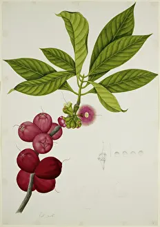 Fruit Tree Prints: Malay Apple, 1824. Creator: Unknown