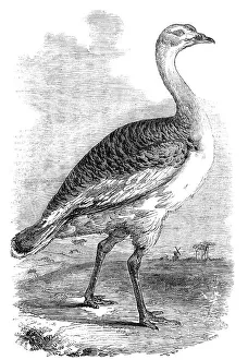 Caught Prints: Male Bustard taken near Hungerford, Berks. 1856. Creator: Unknown