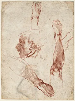 Michelangelo 1475 1564 Prints: Male head in profile, studies of limbs