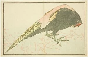 Rose Gallery: Male Pheasant, from The Picture Book of Realistic Paintings of Hokusai (Hokusai)