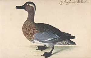Johann Jakob Prints: A Male Teal, 1604-80. Creator: Johann Jakob Walther