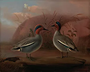 Teal Prints: Two Male Teals by the Water, 1849. Creator: Ferdinand von Wright