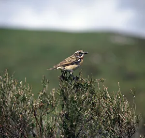 Male Whinchate