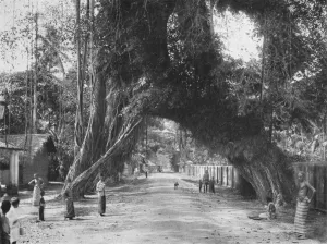Malerischer alter Feigen baum (Ficus indica) an der Strasse Clombo-Galle bei Kalutara, 1926 Malerischer alter Feigen baum (Ficus indica) an der Strasse Clombo-Galle bei Kalutara, 1926