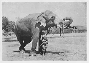 Dalada Maligawa Gallery: Maligawa Elephant and Mahouts, c1890, (1910). Artist: Alfred William Amandus Plate