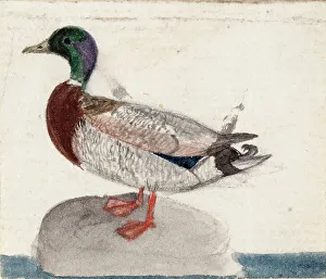 Wright Ferdinand Von Prints: Mallard, 1831. Creator: Ferdinand von Wright