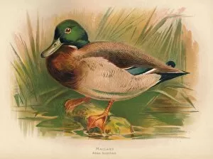 Publishers Collection: Mallard (Anas boschas), 1900, (1900). Artist: Charles Whymper