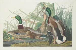 Robert Havell Prints: Mallard Duck, 1834. Creator: Robert Havell