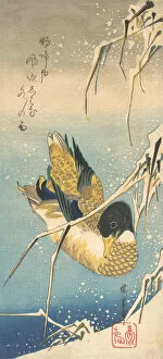 Mallard Gallery: Mallard Duck and Snow-covered Reeds , ca. 1832., ca. 1832. Creator: Ando Hiroshige