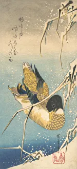 Anas Boschas Prints: Mallard Duck and Snow-covered Reeds, ca. 1832. ca. 1832. Creator: Ando Hiroshige