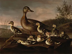 Duckling Prints: Mallard Ducklings, 1841. Creator: Magnus von Wright
