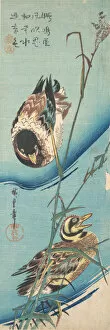 Mallard Gallery: Mallard Ducks and Snow-covered Reeds , ca. 1843., ca. 1843. Creator: Ando Hiroshige
