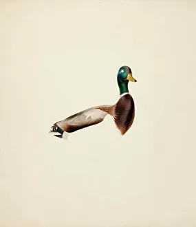 Mallard Duck Prints: Mallard; unfinished, 1835-1839. Creator: Magnus von Wright