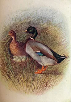 Guarding Prints: Mallard or Wild-Duck - An as bos cas, c1910, (1910). Artist: George James Rankin