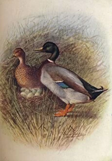 Birds And Their Nests Collection: Mallard or Wild-Duck - An as bos cas, c1910, (1910). Artist: George James Rankin