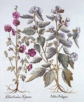 Medicinal Gallery: Two Mallow Varieties, from Hortus Eystettensis, by Basil Besler (1561-1629), pub