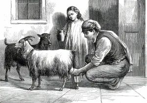 A Maltese Milkman, 1876. Creator: Unknown