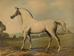 Mambrino. Bred by Lord Grosvenor, c1770s, (c1879). Creator: George Stubbs