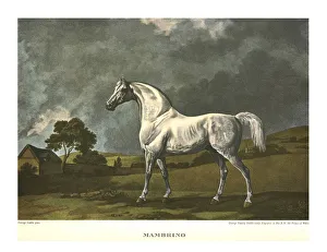 Anatomy Prints: Mambrino, c1779, (c1955). Creator: Unknown