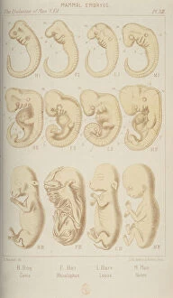 Images Dated 8th August 2006: Mammal embryos, 1905