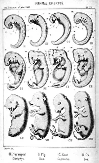Mammal embryos, 1910. Artist: Ernst Haeckel