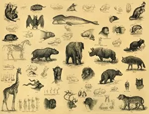 Skeleton Gallery: Mammals, c1910. Creator: Unknown