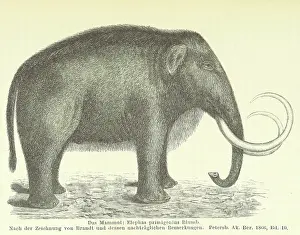 Hairy Prints: The Mammoth, 1885. Creator: Unknown