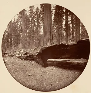 Watkins Carleton Emmons Prints: Mammoth Three Grove Hotel Calaveras Co Cal. ca. 1878. Creator: Carleton Emmons Watkins