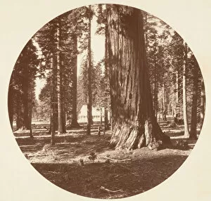 Big Tree Collection: The Mammoth Grove Hotel from the Grove - Calaveras, ca. 1878